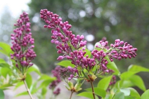 Mom's lilacs, grown from Omi's lilacs.