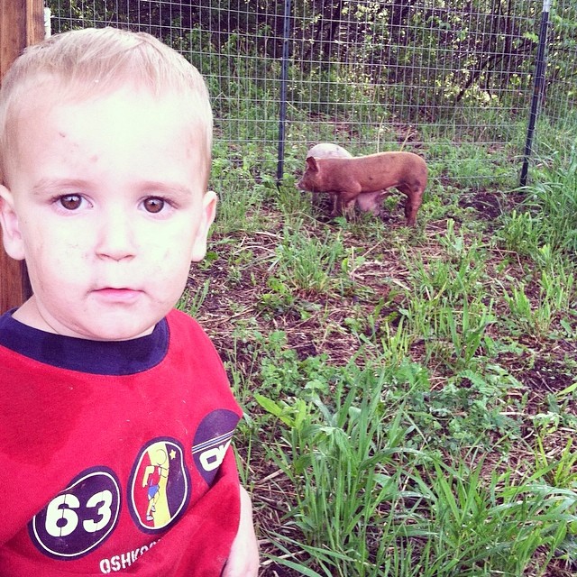 Liam and the arrival of piglets